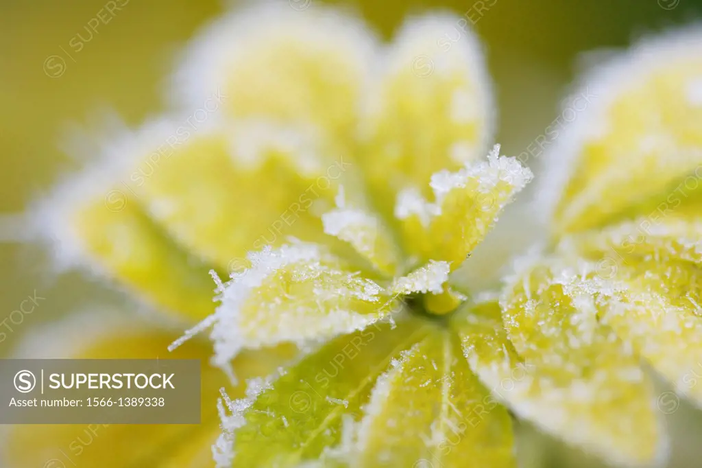 wintry icy choisya leaves.