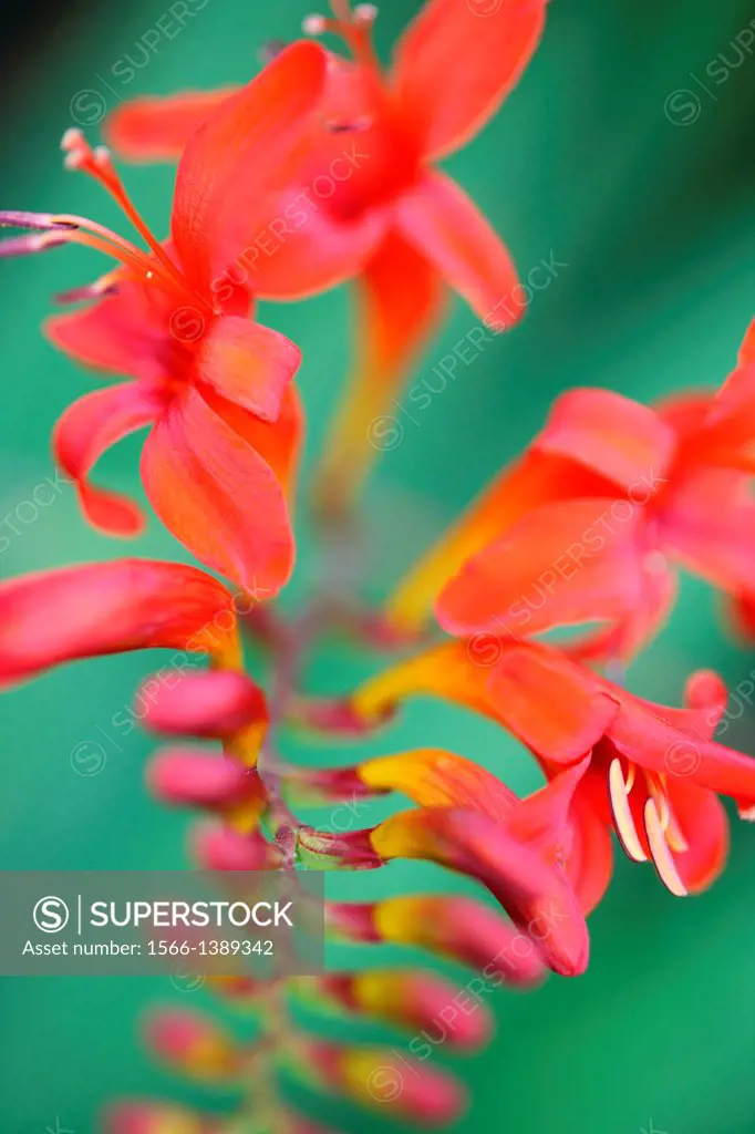 graceful crocosmia aurea stem.