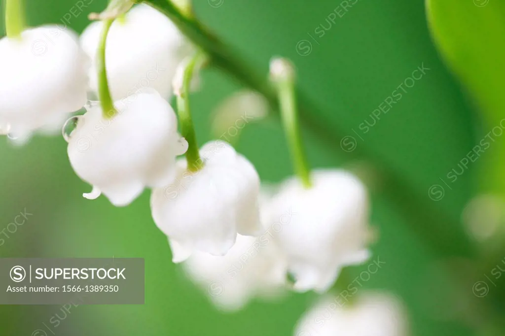 soft focus and romantic lily of the valley - fine art photography.