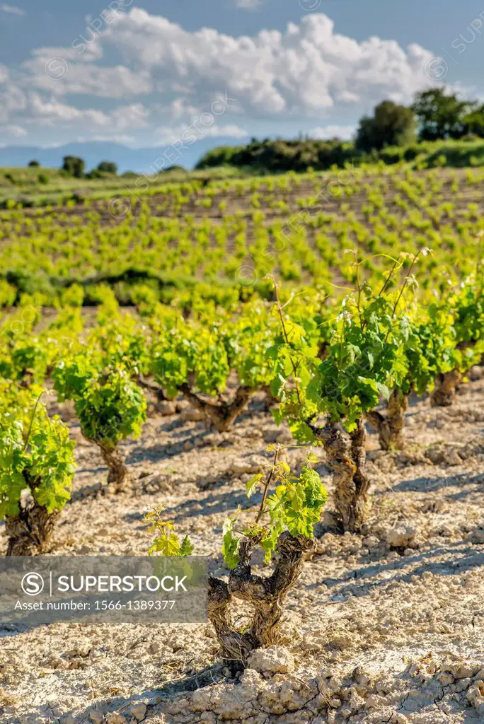Laguardia. Rioja Alavesa vineyards. Spain.