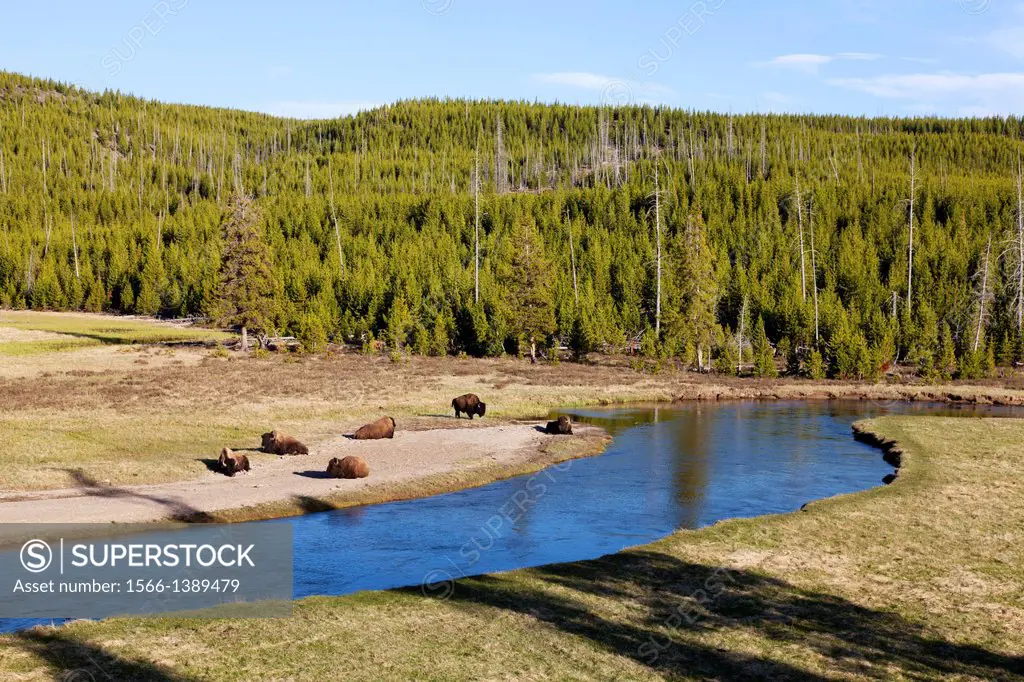 American Bison (Bison bison), Yellowstone National Park, Idaho, Montana and Wyoming, USA.