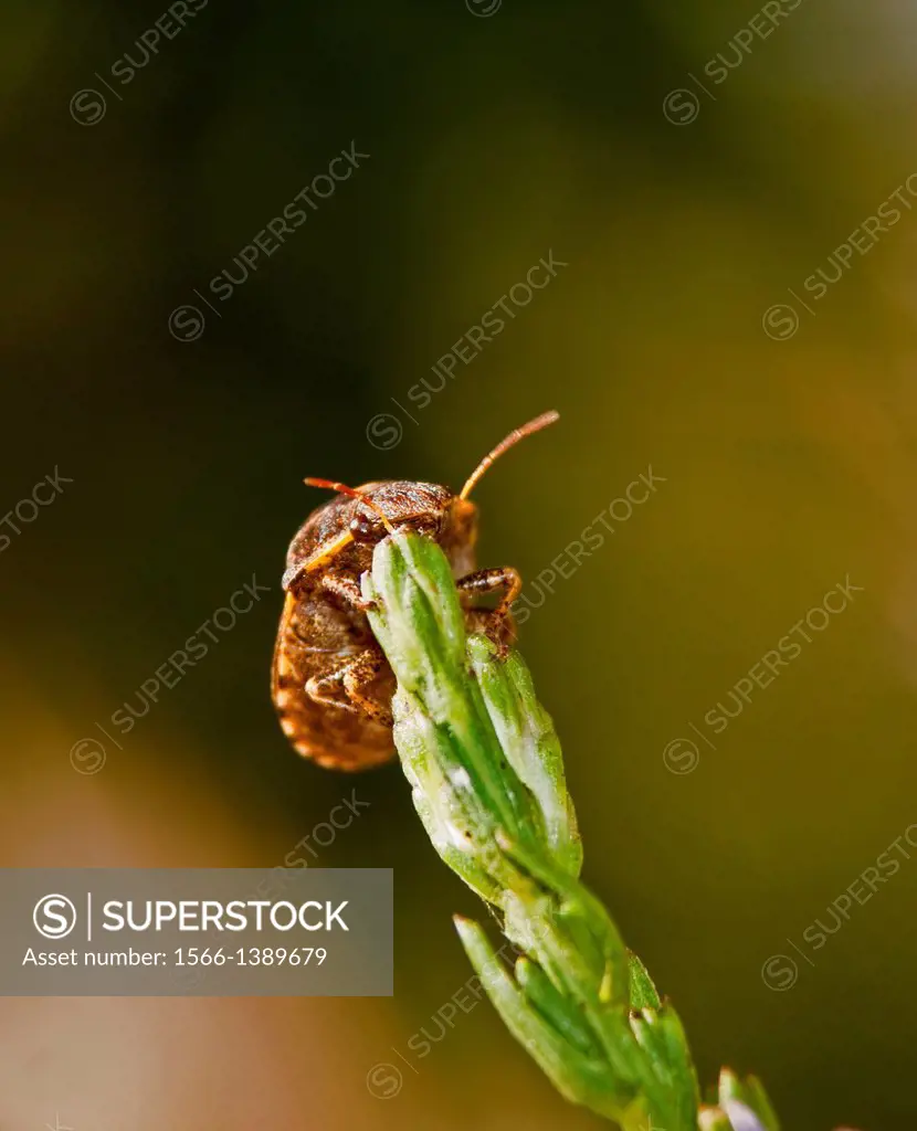 A shield-backed bug (Pachycorinae species) peeks over the top of a rice button aster bud (Symphyotrichum dumosum), Florida, USA.