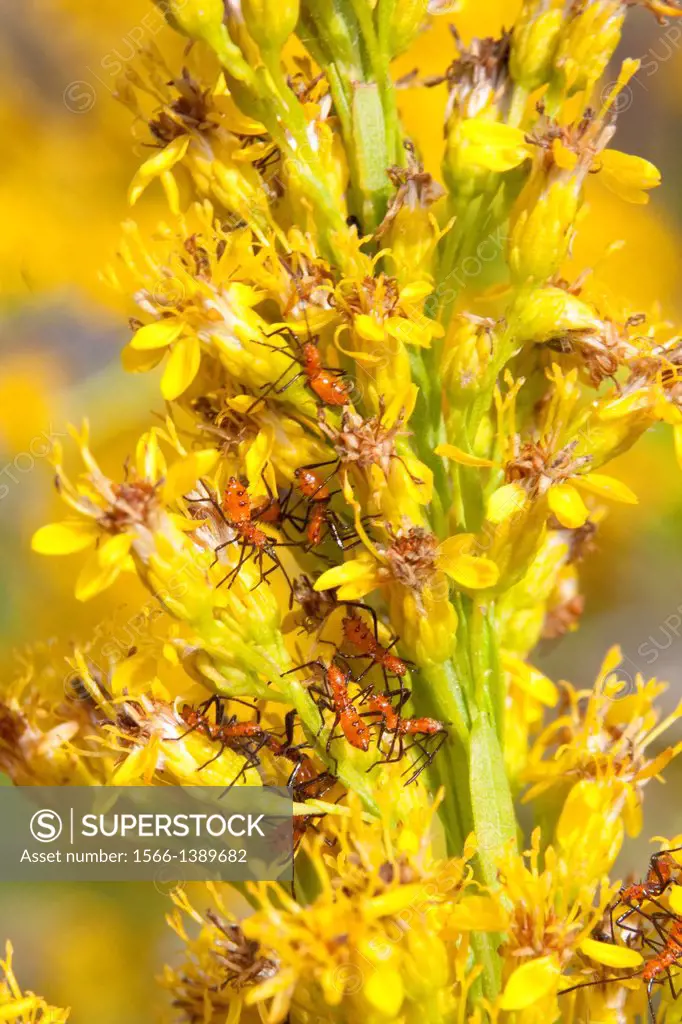 A nursery of leaf-footed bug nymphs (Leptoglossus phyllopus) explore the blossoms of pinebarren goldenrod (Solidago fistulosa), Florida, USA.