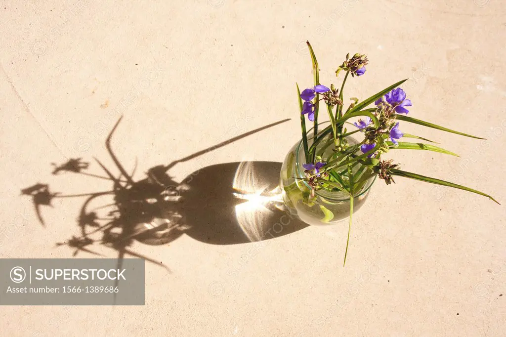 A vase of grassleaf roseling (Callisia graminea) side-lit by the sun, casts a bold shadow and a highlight shape of a bird or phoenix, Florida, USA.