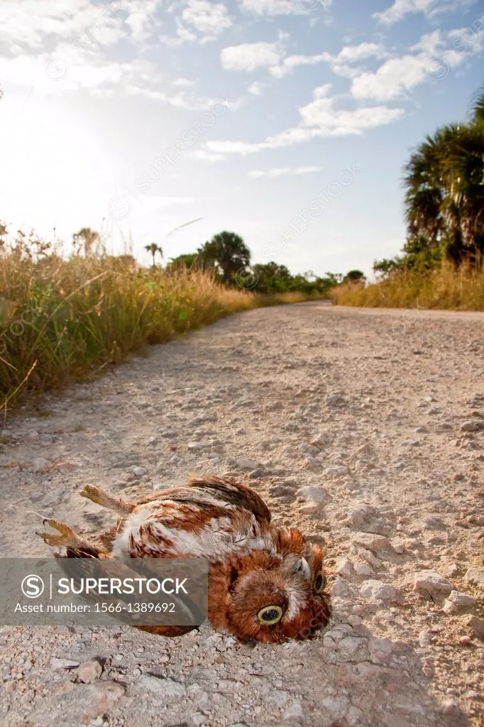 A screech owl (Otus asio), Florida's smallest owl species, lies dead on a dirt road after presumably flying into the side of a passing car. Road fatal...