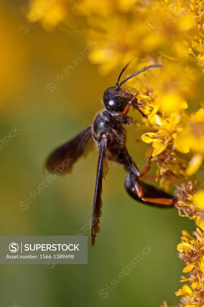 A large brown-legged grass-carrying wasp (Isodontia auripes) pollinates yellow goldenrod flowers (Solidago fistulosa), Florida USA.