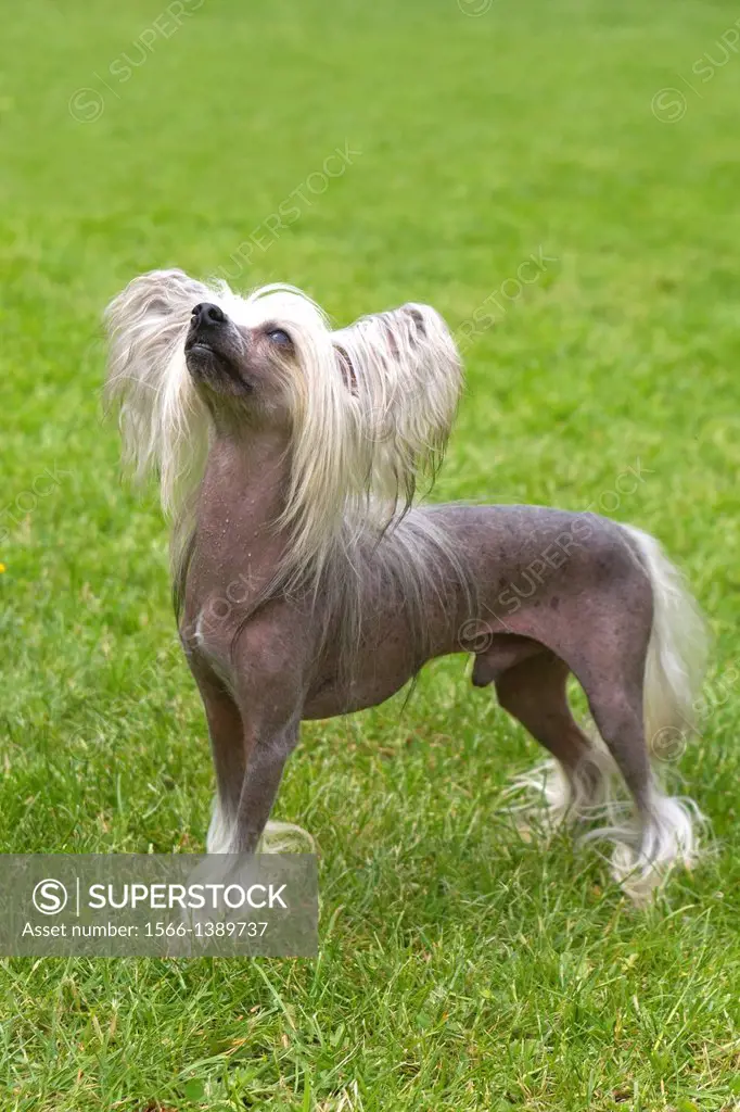 Chinese Crested Dog, Canis lupus familiaris, France, Bas-Rhin, Thanville,