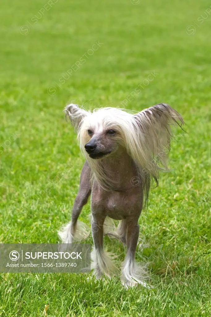 Chinese Crested Dog, Canis lupus familiaris. France, Bas-Rhin, Thanville.