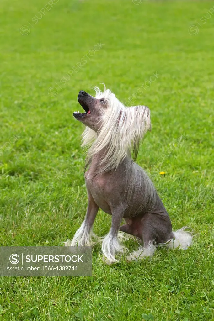 Chinese Crested Dog, Canis lupus familiaris. France, Bas-Rhin, Thanville.