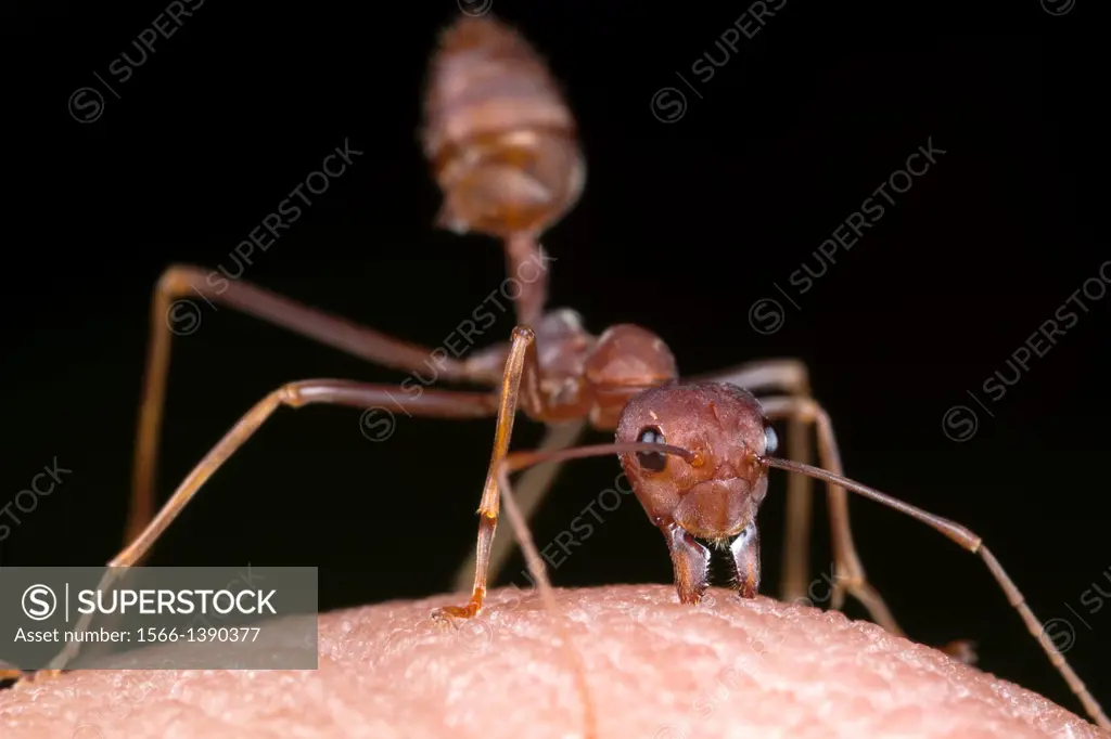 Red ant bites my hand. Image taken at Kampung Skudup, Sarawak, Malaysia.