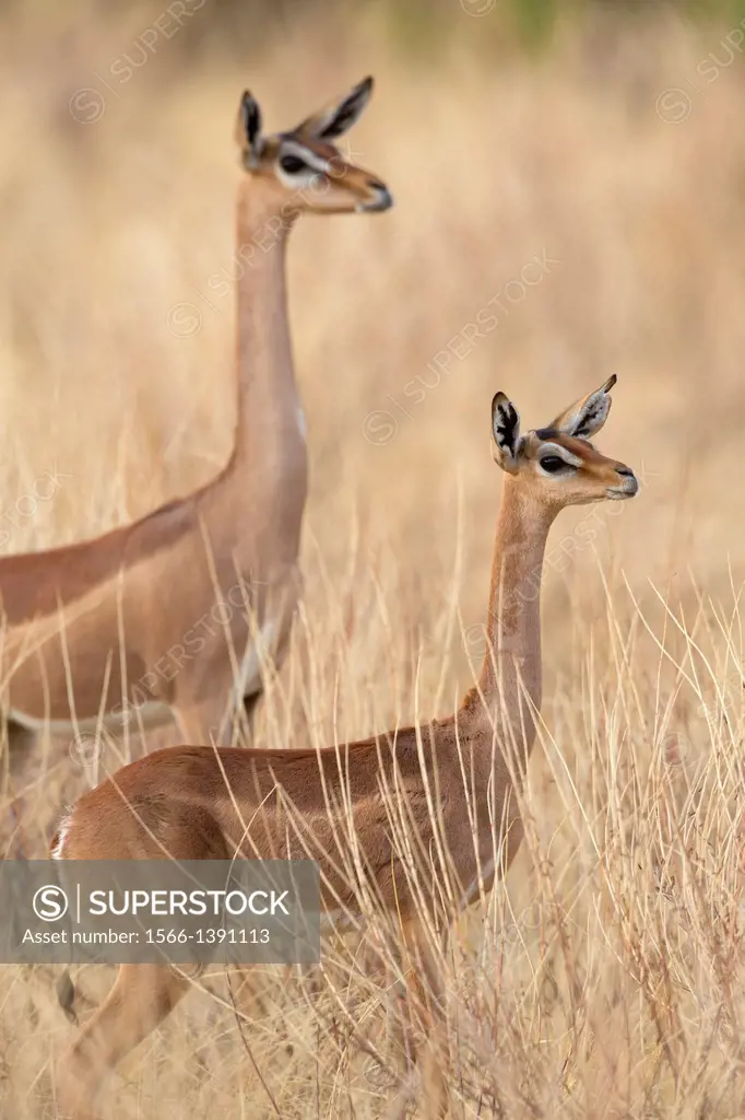 Gerenuks (Litocranius walleri) in savannah, Samburu National Reserve, Kenya.