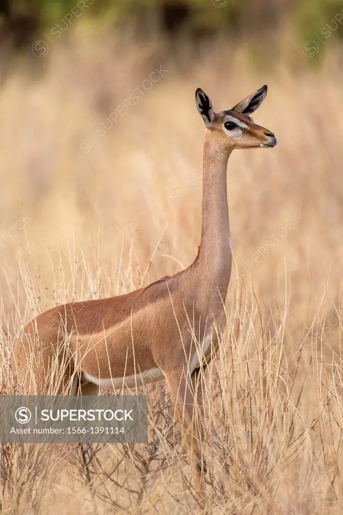 Gerenuk (Litocranius walleri) in savannah, Samburu National Reserve, Kenya.