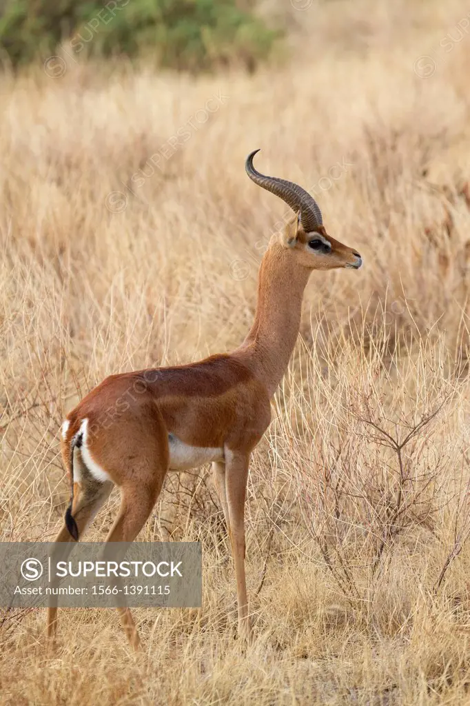 Gerenuk (Litocranius walleri) in savannah, Samburu National Reserve, Kenya.