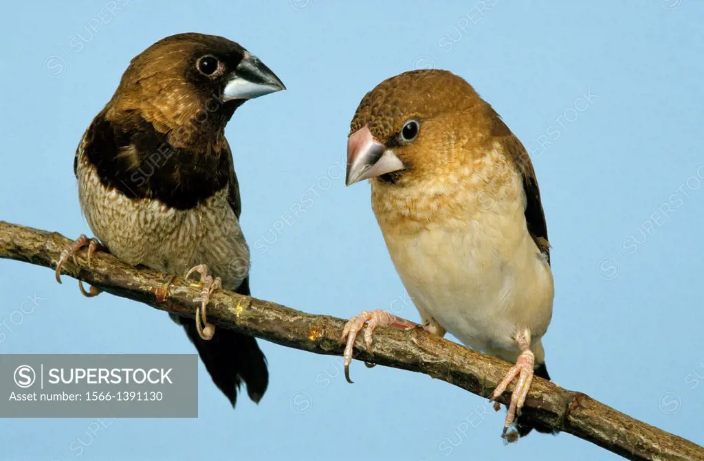 African Silverbill, lonchura cantans, Pair standing on Branch, Studio, France