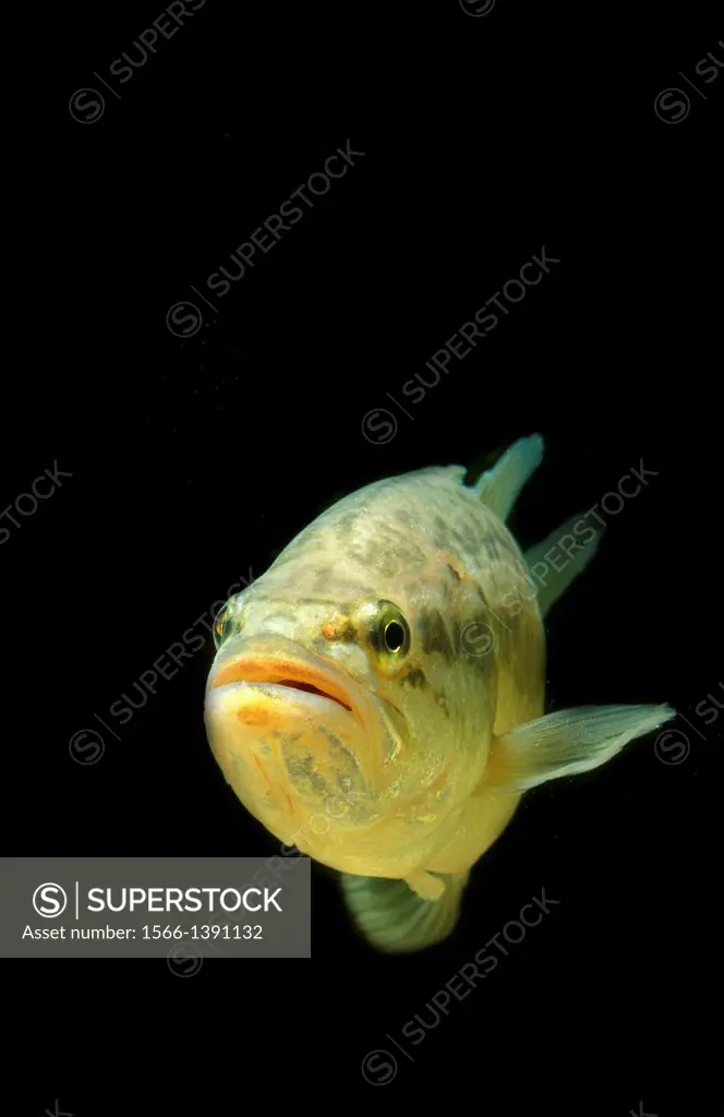 Large Mouth Bass or Black Bass, micropterus salmoides, Aquarium in France -  SuperStock