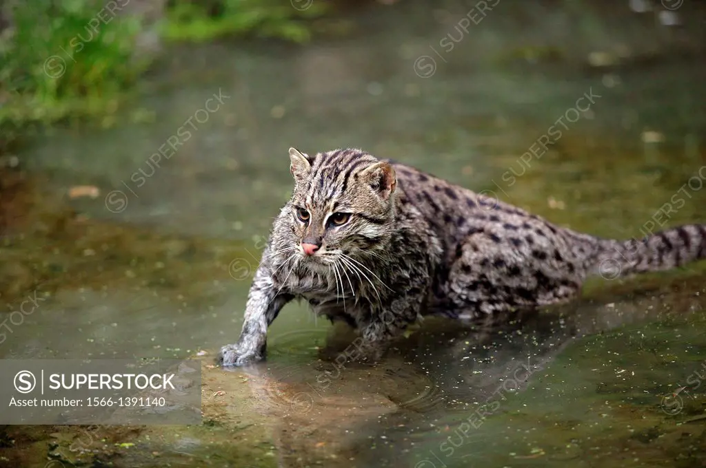 Fishing Cat, prionailurus viverrinus, Adult standing in Water, Asia