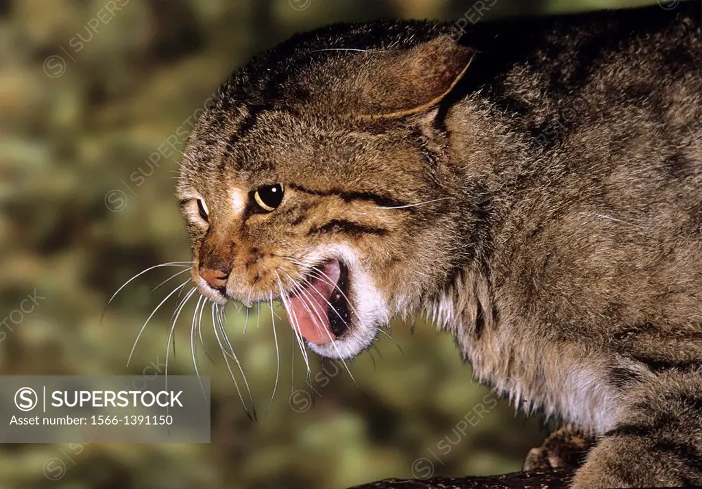 European Wildcat, felis silvestris, Adult Snarling in Defensive Posture, France