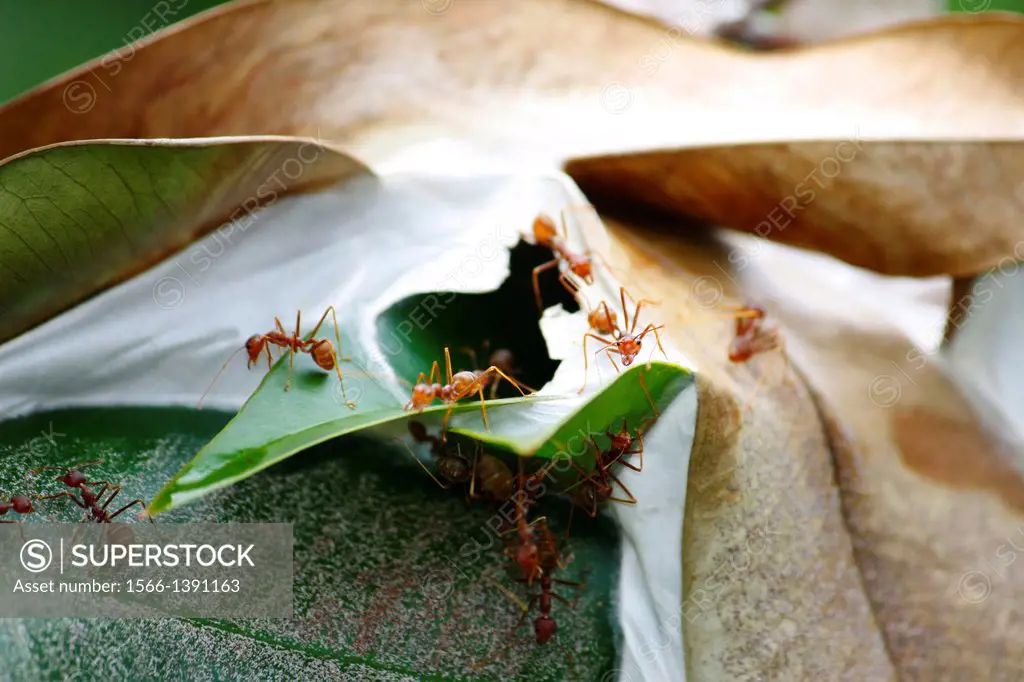 Red ants nest in a tree, with the glued to each other and forming balls leaves, Island, Pulau Perhentian Kecil, Terengganu, Malaysia.