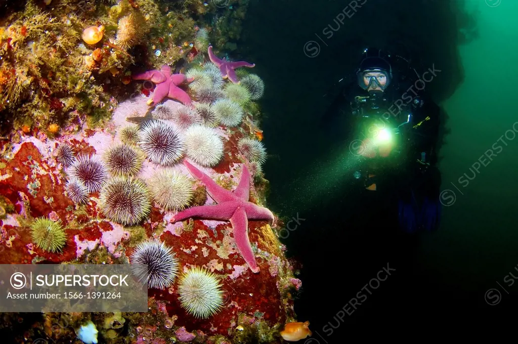 Starfish, Green sea urchin (Henricia sanguinoleta, Strongylocentrotus droebachiensis) Arctic, Russia, Barents sea.