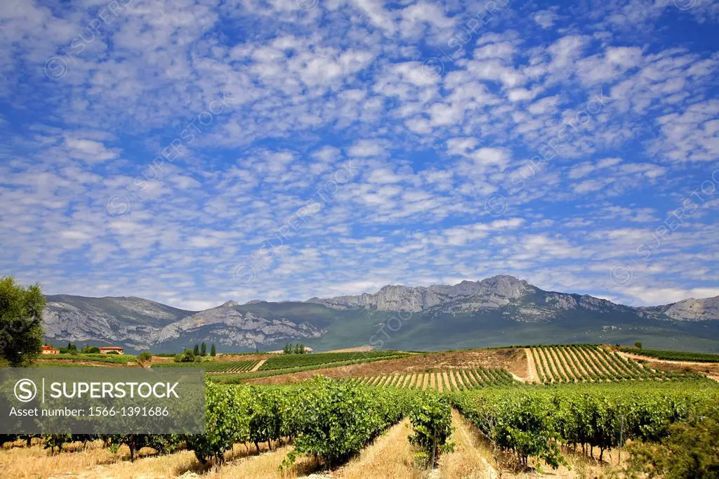 Rioja wine vineyards in summer, Laguardia, Alava province, Basque Country, Spain