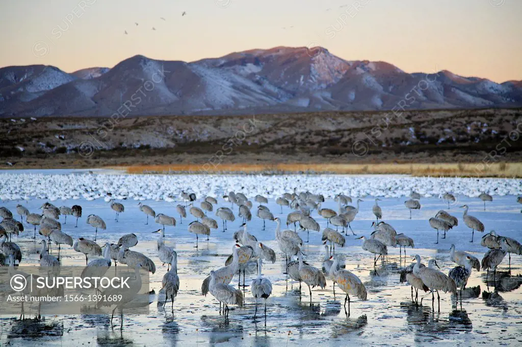 Sandhill cranes on ice, New Mexico, USA