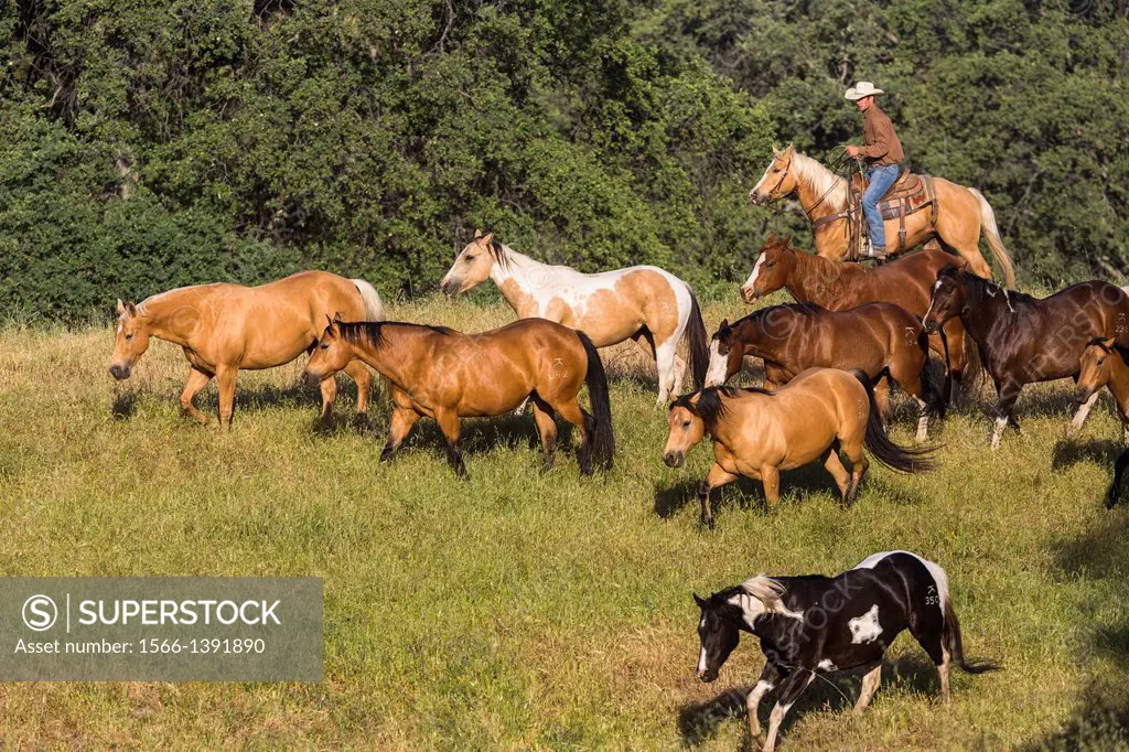 Single wrangler (cowboy) rounding up horses, California, USA