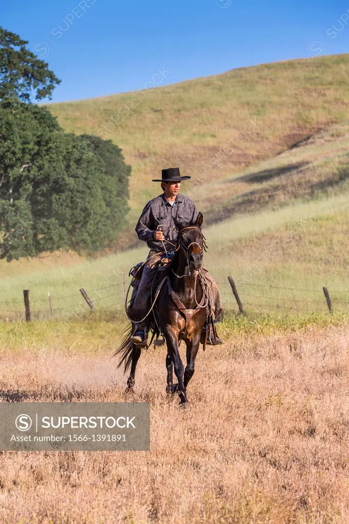 Single wrangler (cowboy) on horse, California, USA