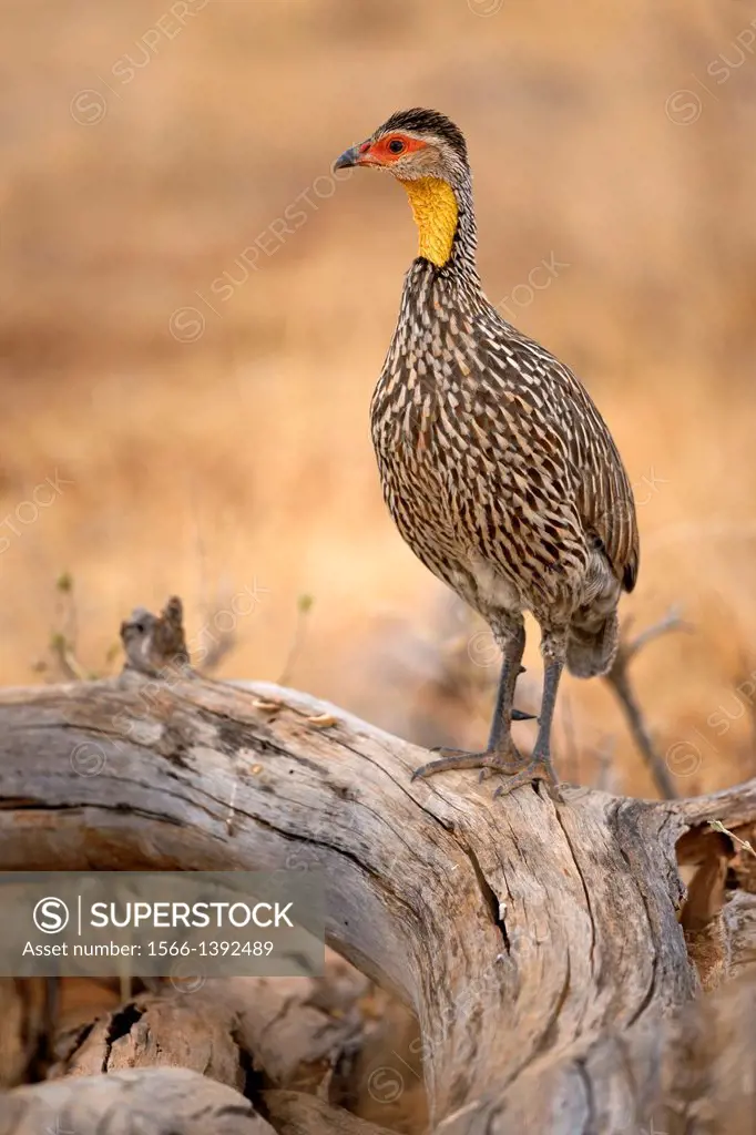 Yellow-necked Spurfowl (Francolinus leucoscepus) standing on stem, Samburu National Reserve, Kenya.