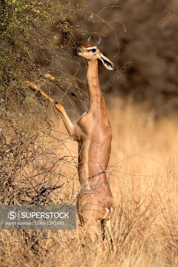 Gerenuk (Litocranius walleri) standing on hind legs to feed, Samburu National Reserve, Kenya.