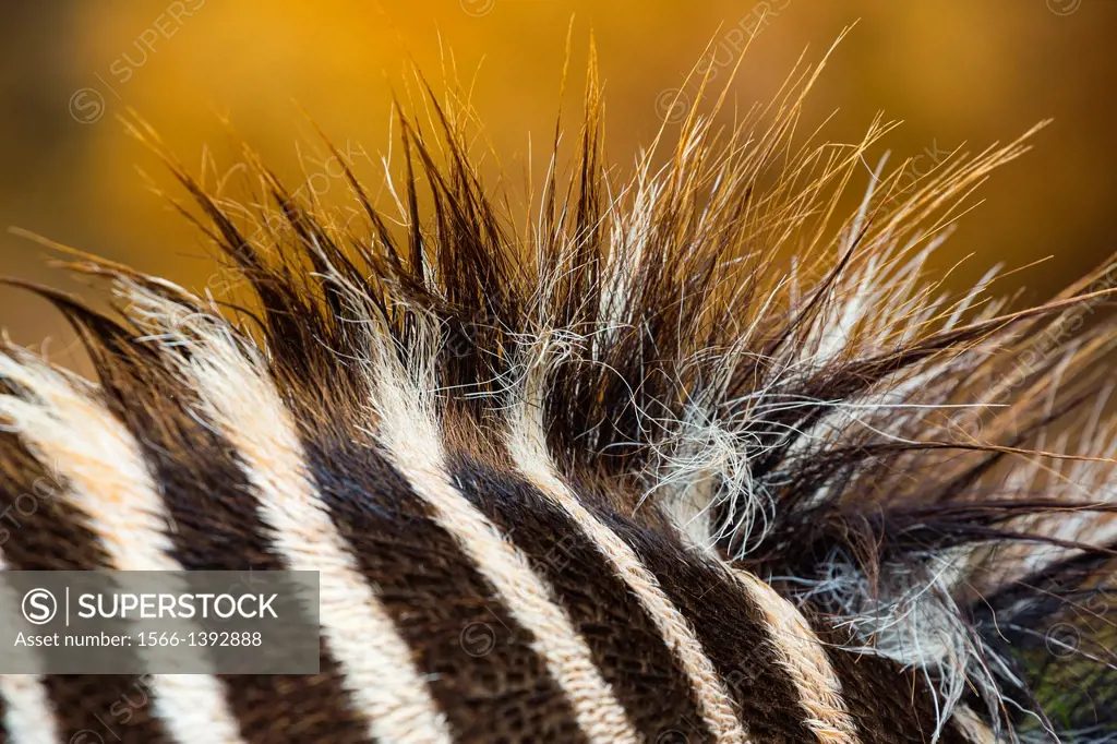 Grevy´s zebra (Equus grevyi), Kenya, Africa