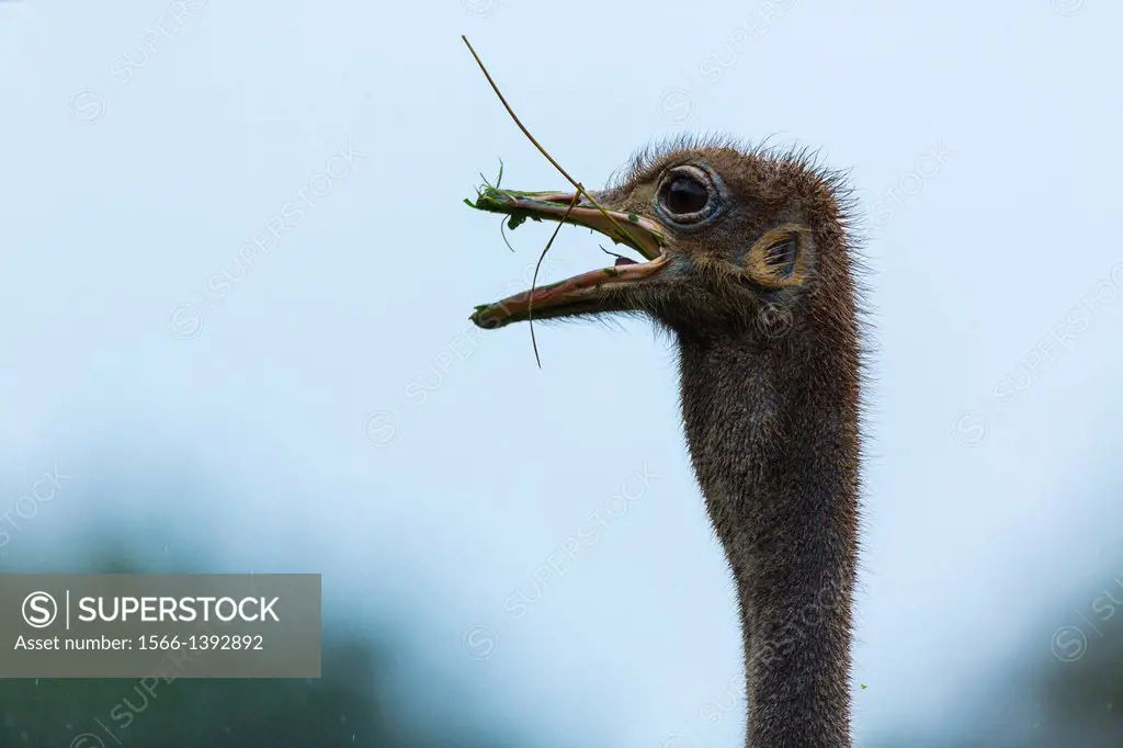 Ostrich or Common Ostrich (Struthio camelus), Kenya, Africa