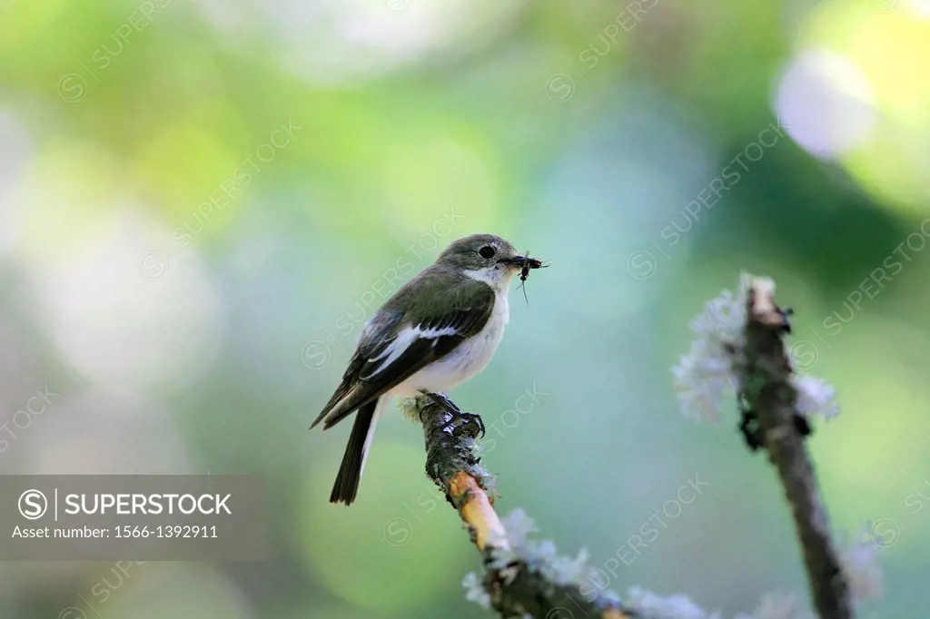 Pied flycatcher with insect on bill, Demanda range mountains, Burgos province, Spain, Europe