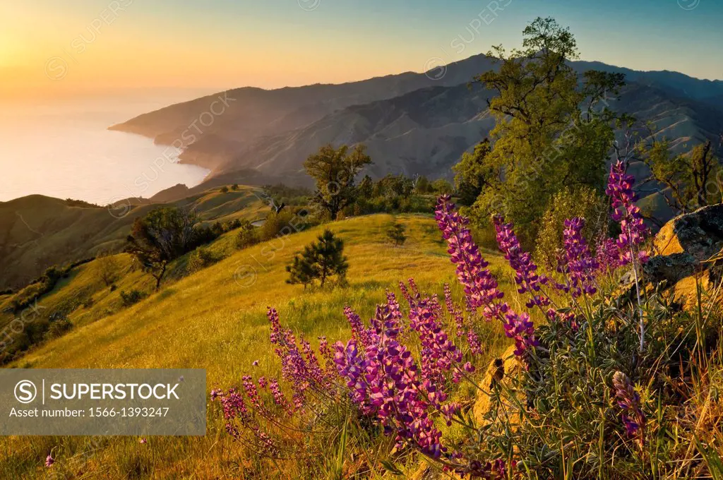 Spring Lupine wildflowers and green hills at sunset, Ventana Wilderness, Los Padres National Forest, Big Sur coast, California Spring Lupine wildflowe...