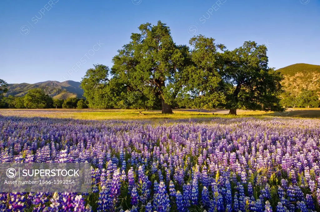 Field of Lupine and Owl's Clover wildflowers in Spring, Ventana Wilderness, Los Padres National Forest, California.
