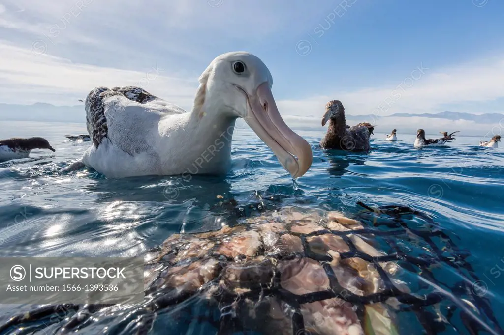 Wandering albatross, Diomedea exulans, inspecting bait bucket in calm seas off Kaikoura, South Island, New Zealand.