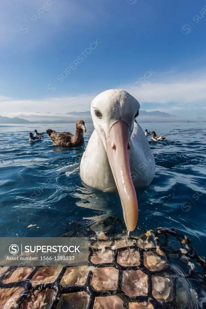Wandering albatross, Diomedea exulans, inspecting bait bucket in calm seas off Kaikoura, South Island, New Zealand.