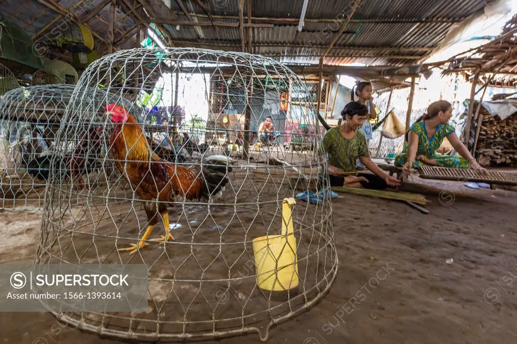 Fighting cock in cage on Binh Thanh Island at Sadec, Mekong River Delta, Vietnam.