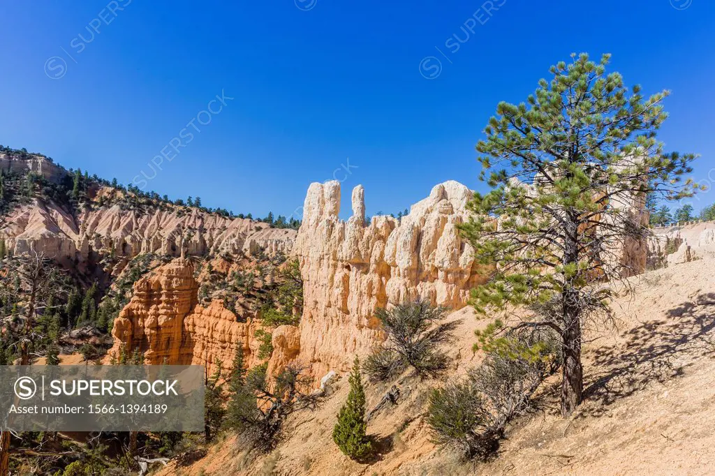 """""Hoodoo"" rock formations from the Fairyland Trail, Bryce Canyon National Park, Utah.