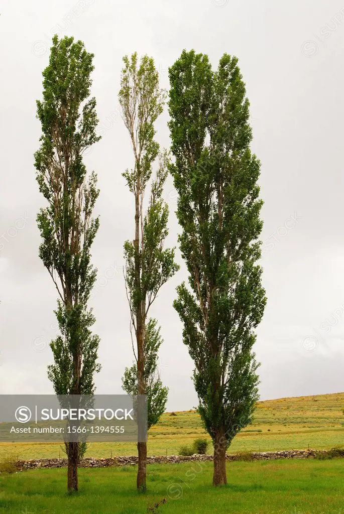 Three black poplars in an open field, Avila, Castilla y Leon, Spain