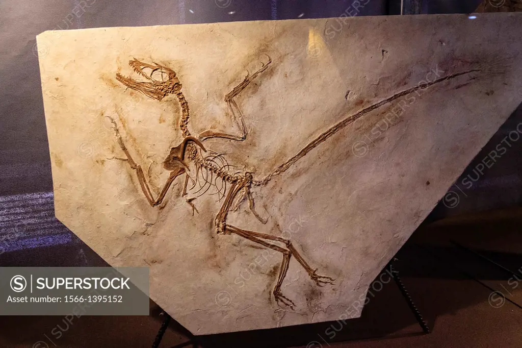 Archaeopteryx, 150 my, Jurasic, Gallery of Evolution, Dinosauria (Dinosar Museum), Espéraza, Languedoc-Roussillon, Aude department, France