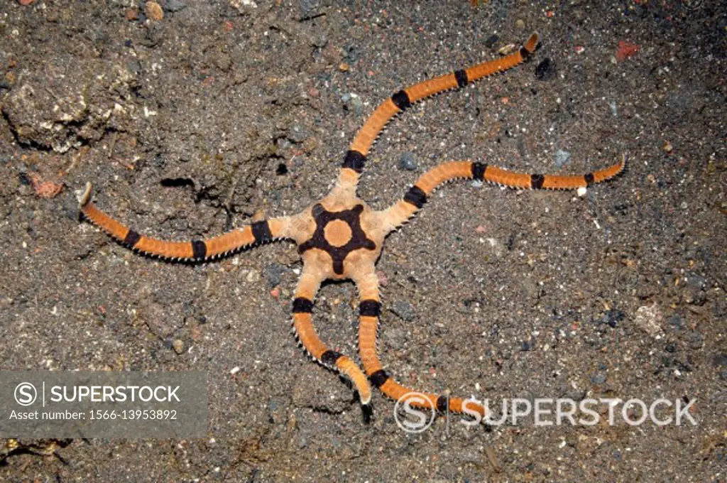 Superb Brittle star, also known as Banded Brittle Star, Ophiolepis superba, Tulamben, Bali, Indonesia. Bali Sea, Indian Ocean.