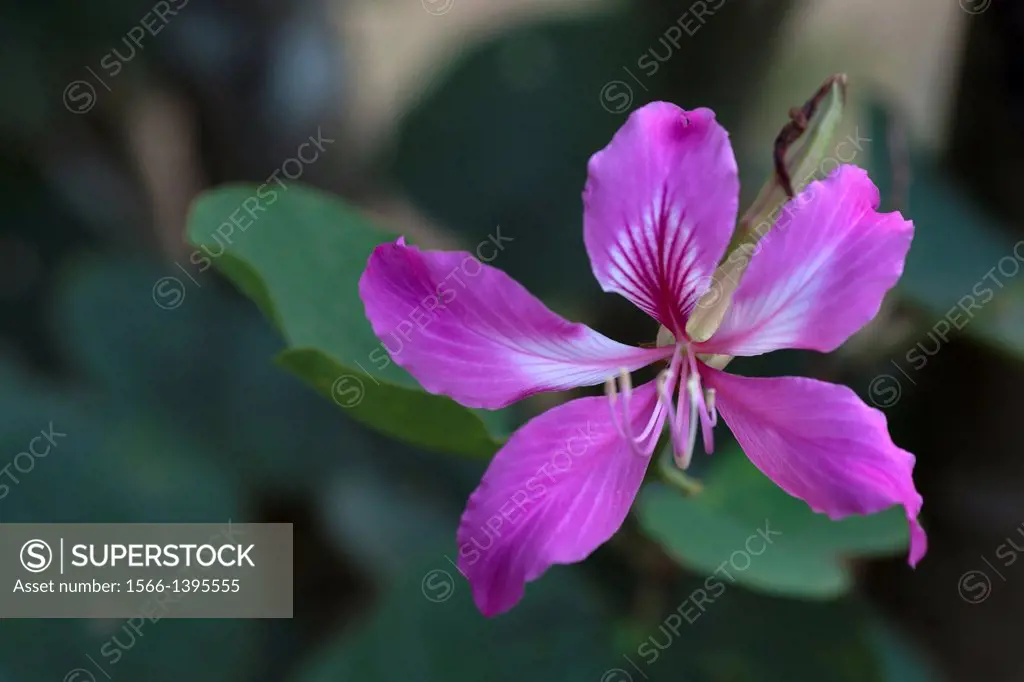 Flower. Image taken at Four Point Hotel´s Garden, Kuching, Sarawak, Malaysia.