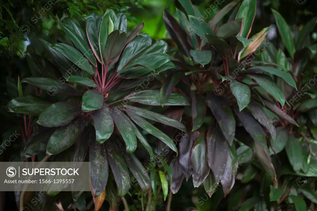 Green leaves. Image taken at MBKS Botanical Garden, Kuching, Sarawak, Malaysia.