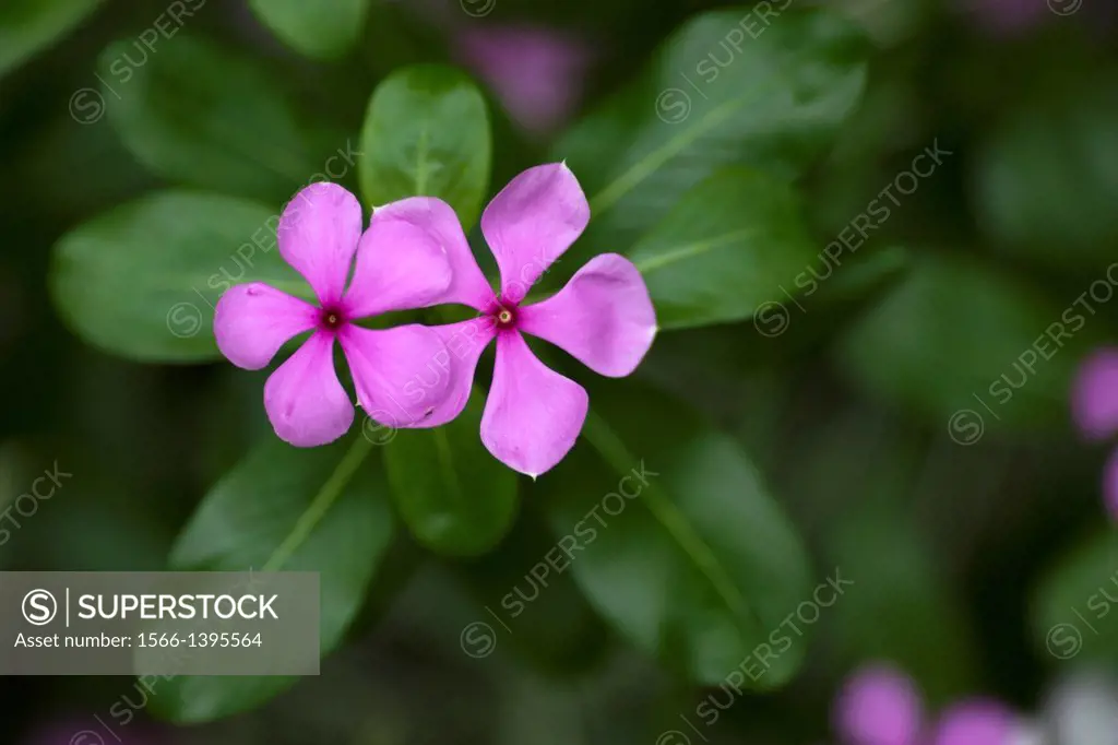 Flowers. Image taken at MBKS Botanical Garden, Kuching, Sarawak, Malaysia.