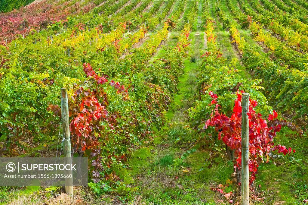 Vineyards in Autumn. Briones, La Rioja, Spain.