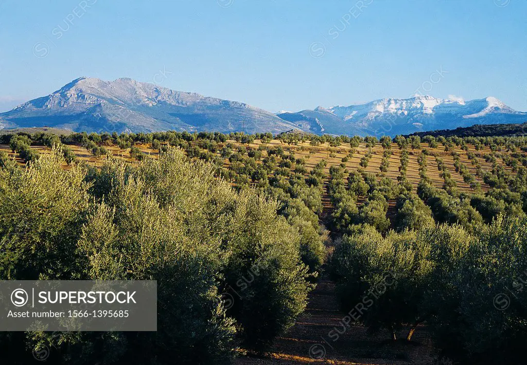 Olive grove and mountains. Sierra Magina Nature Reserve, Jaen province, Andalucia, Spain.