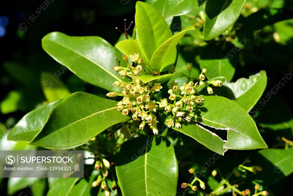 Barbusano (Apollonias barbujana) is an endemic tree typical of the laurisilva forests in Macaronesic Region. Flowers and leaves detail.