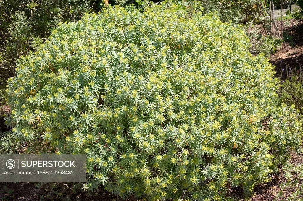 Figueira do inferno (Euphorbia piscatoria) is a shrub endemic of Madeira Island, Portugal.