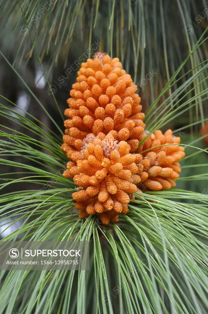 Pino canario or Canary Island pine (Pinus canariensis) is a tree endemic of Gran Canaria, Tenerife, La Gomera, La Palma and El Hierro Islands (Canary ...