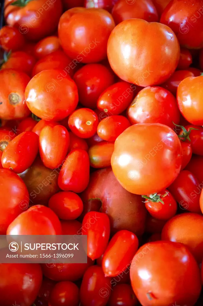 Pile of assorted tomatoes. Lisbon Maine USA